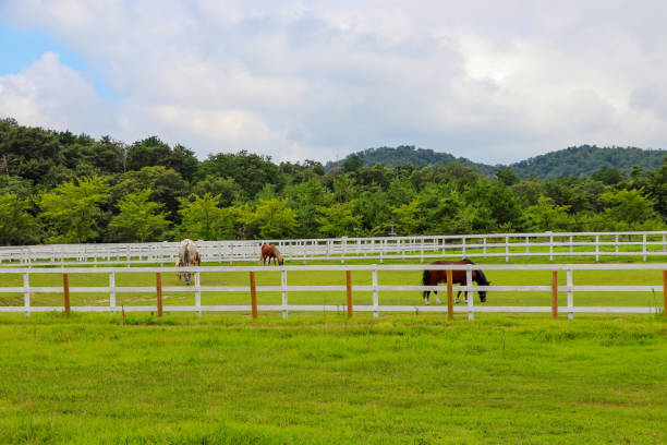 istock Farm with horses in the countryside 1296601901