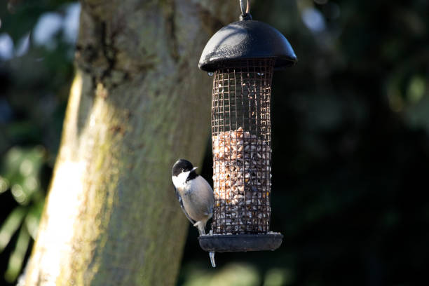 Coal Tit Periparus Ater feeding from a garden bird feeder in England, United Kingdom