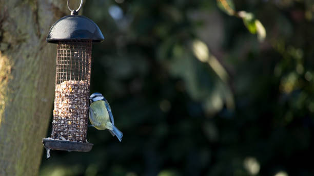 istock Blue Tit Cyanistes caeruleus feeding from a garden bird feeder 1296603098