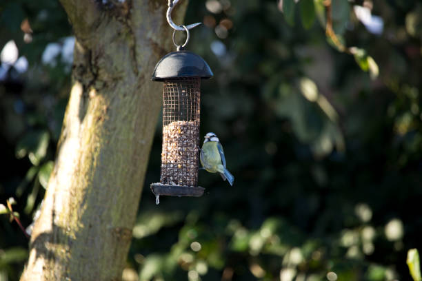 istock Blue Tit Cyanistes caeruleus feeding from a garden bird feeder 1296603103