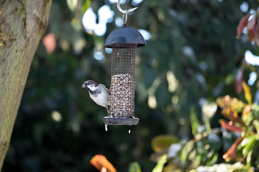 House Sparrow Passer domesticus feeding from a garden bird feeder in England, United Kingdom