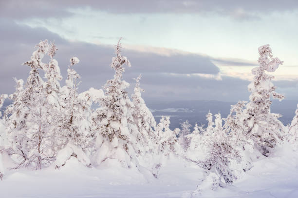 istock Forest with snow-covered trees. Snow drifts on the branches after a snowfall. 1296603909