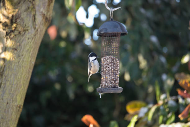 tomtit nuthatch to fly on a stick with a millet on the rack feeder