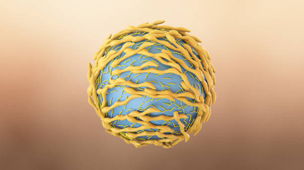 istock Lymphocyte, 3D illustration. Closeup view of T-cell or B-cell 1296607962