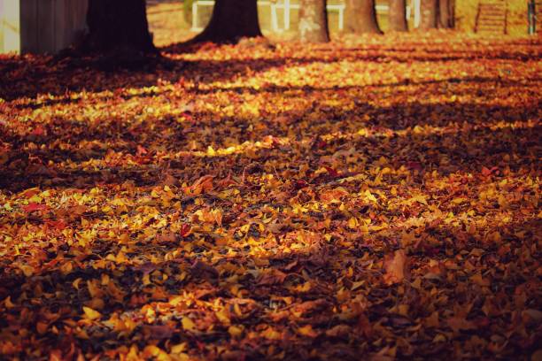 istock Momiji leaves 1296612886