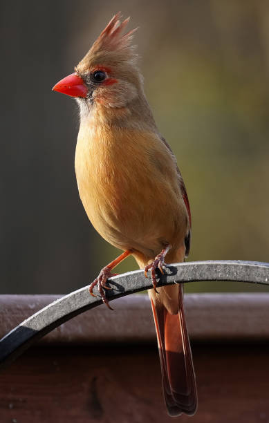 istock Northern Cardinal sits on top 1296621880