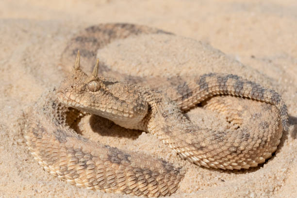Desert Horned Viper Snake in sand Desert Horned Viper Snake (Cerastes cerastes) in sand desert snake stock pictures, royalty-free photos & images