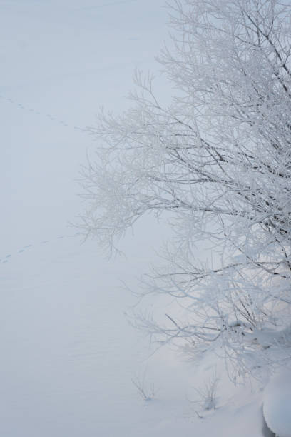 istock Frosty morning on the river 1296623781