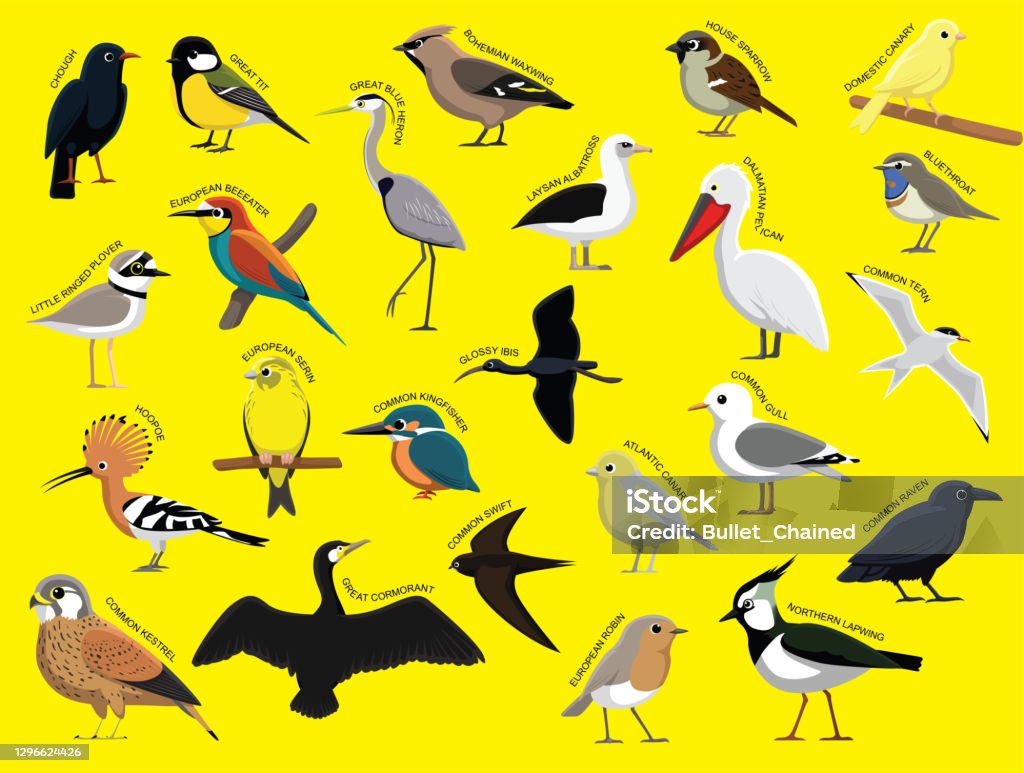 Europe Birds With Name Cartoon Character Set 1 Stock Illustration -  Download Image Now - Bird, Cormorant, Plover - iStock