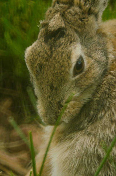 istock Rabbit cleans its haunches close up 1296625185