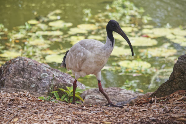 istock Australian wildlife birds ibis 1296627544