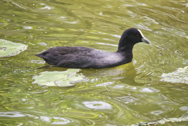 Australian birds wildlife