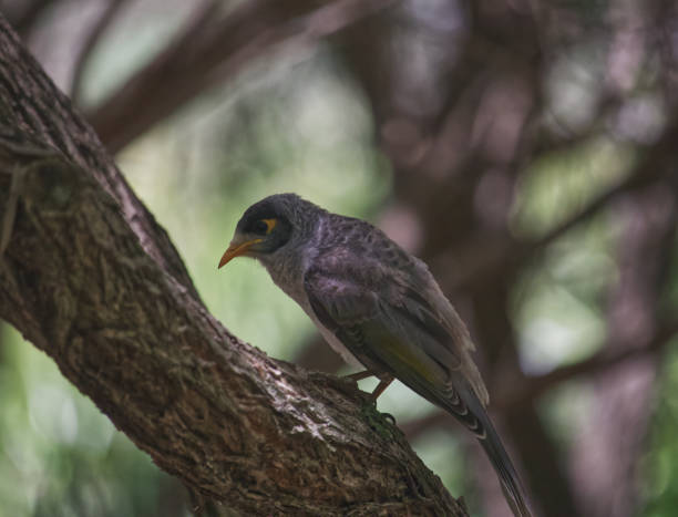 istock Australian wildlife bird noisy miner 1296627671