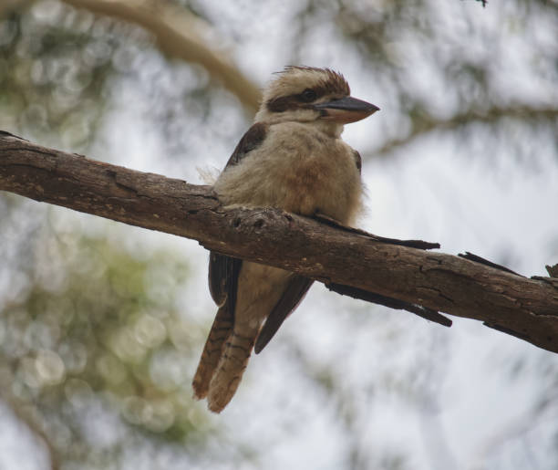istock Australian wildlife kookaburra 1296627852