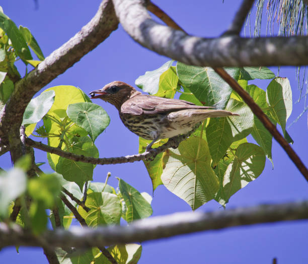istock Australian wildlife olive backed oriole 1296628634