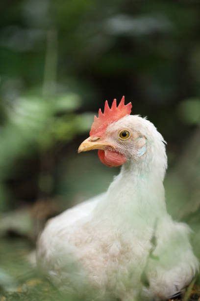 White color small chicken on farm