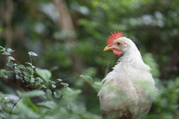 istock White color small chicken on farm 1296628658
