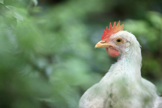 istock White color small chicken on farm 1296628659