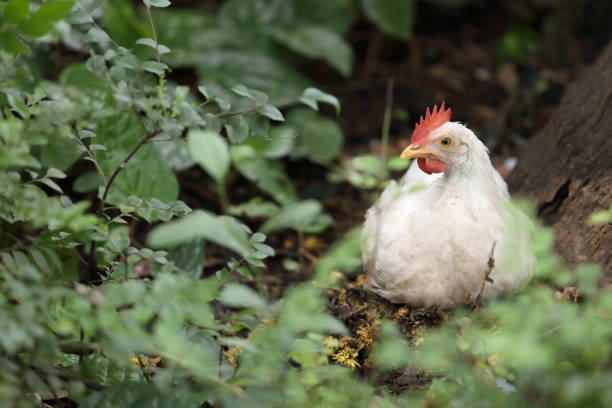 istock White color small chicken on farm 1296628661