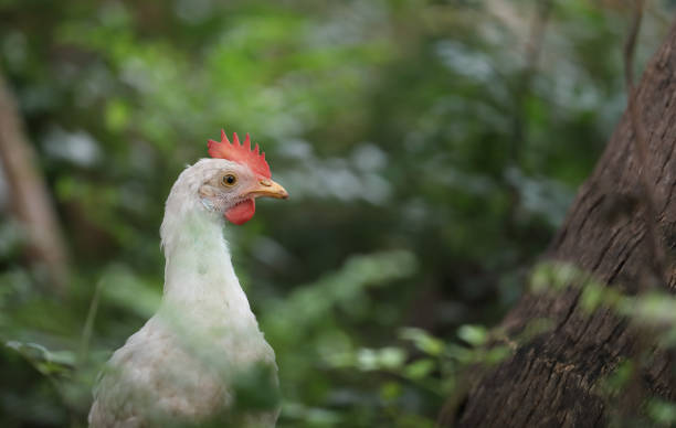 istock White color small chicken on farm 1296628663