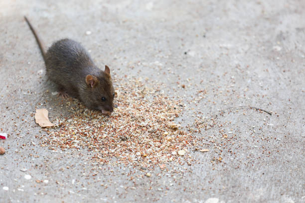 A Cute Brown Rat Enjoying Food