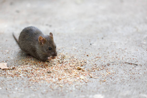 istock A Cute Brown Rat Enjoying Food 1296628710