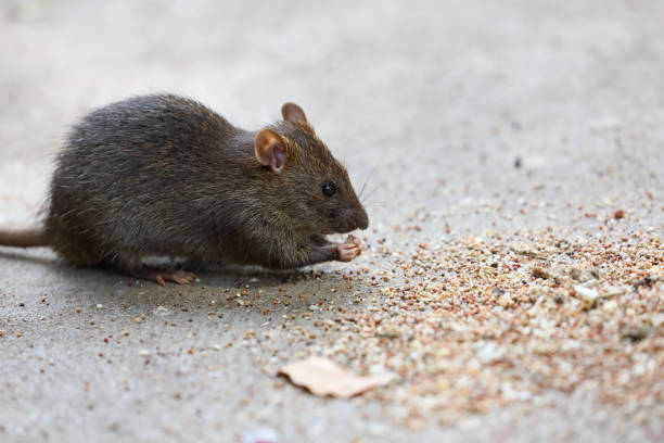 istock A Cute Brown Rat Enjoying Food 1296628728