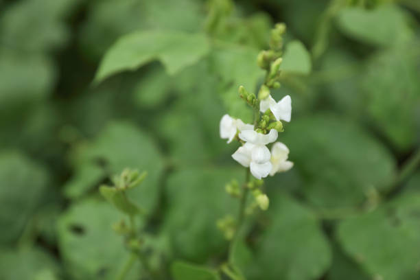 Broad Beans flower in graden