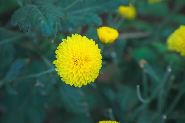 Yellow marigold flower in garden