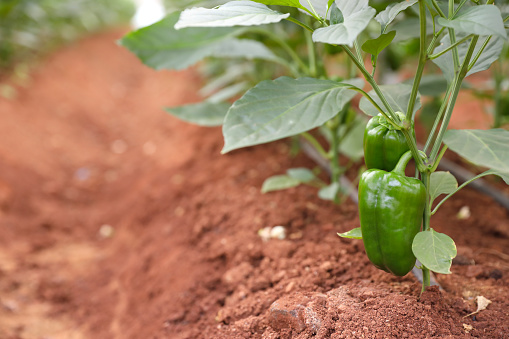 fresh capsicum or Green bell pepper plant growing in organic vegetable garden
