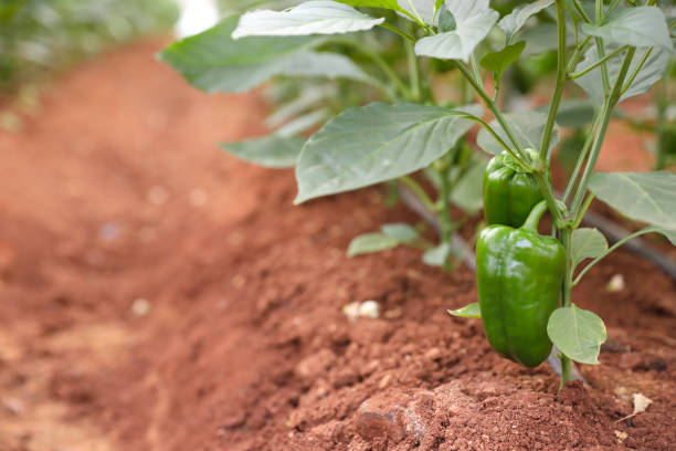 capsicum fresco ou planta de pimentão verde crescendo em horta orgânica - pepper bell pepper growth ripe - fotografias e filmes do acervo