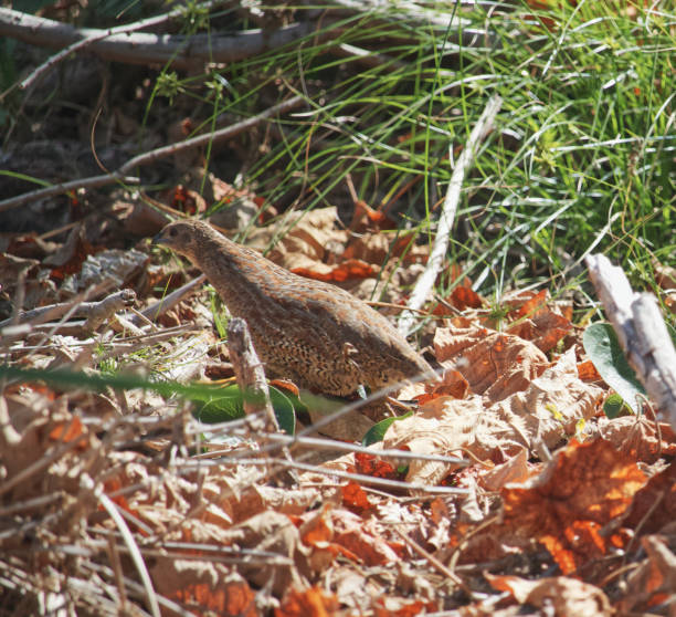istock Australian wildlife quail birds 1296629783