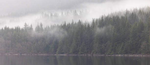 istock Low cloud and mist over forest by lake 1296630760