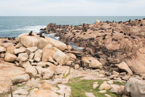 South American fur seals, Arctocephalus australis, and South American sea lions, Otaria flavescens, on a rocky shore in the reserve of Cabo Polonio, Rocha, Uruguay