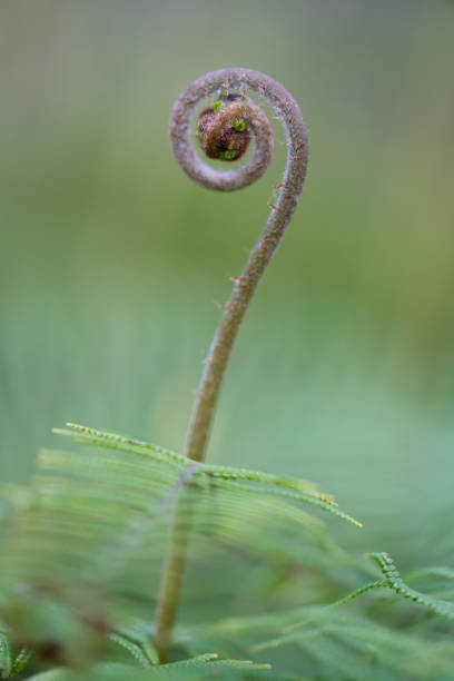 istock Unfurling fern frond 1296631475