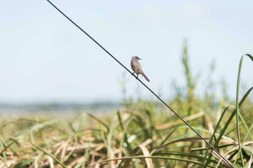 Sooty tyrannulet, Serpophaga nigricans, perched on a wire next to the Camino del Indio bird lookout, in Rocha, Uruguay