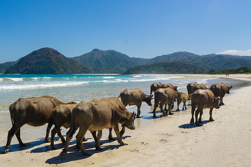 a herd of buffalo walk down by the beach