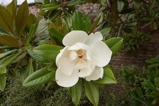 Closeup beautiful Magnolia flowers, background with copy space, full frame horizontal composition