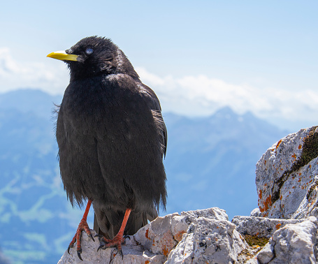 The Alpine chough , or yellow-billed chough (Pyrrhocorax graculus) resting on the rocks , with the Dachstein glacier in the background.