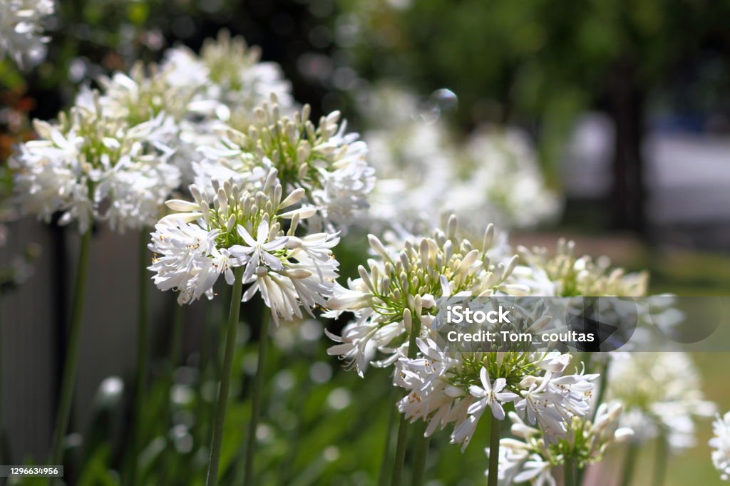 White Agapanthus A collection of white agapantus. African Lily Stock Photo