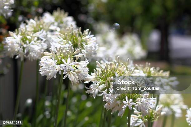 White Agapanthus Stock Photo - Download Image Now - African Lily, White Color, Australia