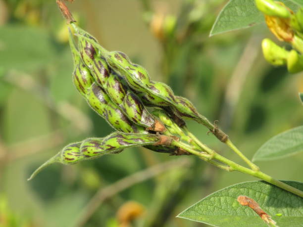 paloma que crece en la granja - pigeon pea” fotografías e imágenes de stock