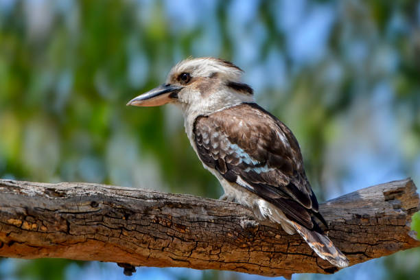 istock Laughing Kookaburra (Dacelo novaeguineae) 1296636386