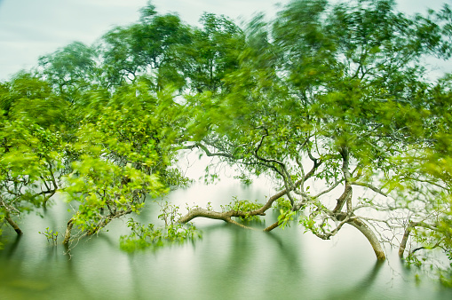 Mangroves in water moving in the wind