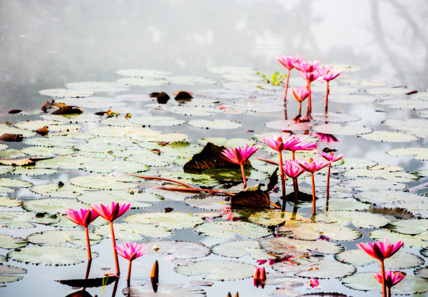 istock Pink lotus   in pond 1296636596