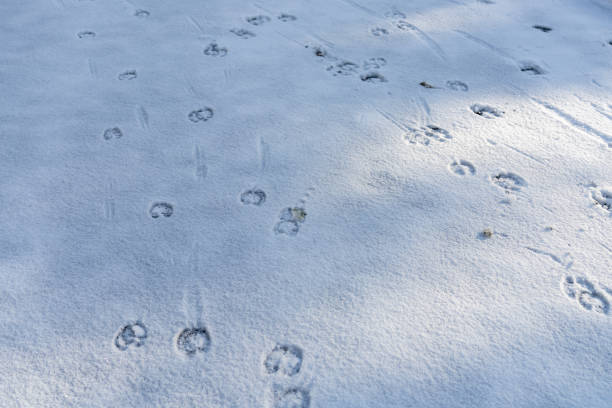 Line of deer footprints on snow in the forest.
