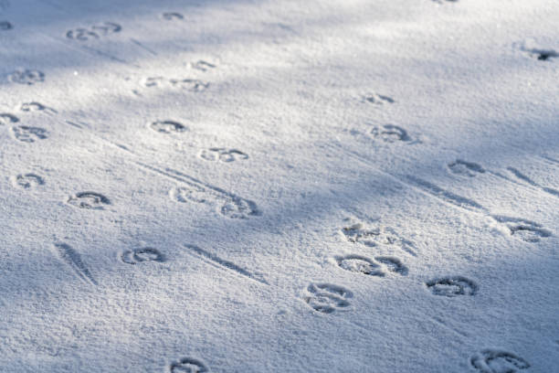 istock Line of deer footprints on snow in the forest. 1296637389