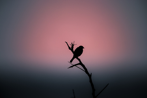 Perched bird silhouette against the dusky sky. Early bird gets the worm concept,