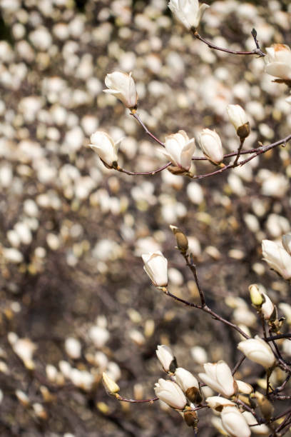 istock Magnolia white blossom tree flowers 1296639652