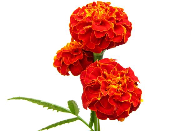 istock Red Marigold flowers isolated on white background 1296640668